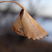4th Jan 2020 - Cottonwood leaf