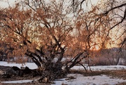 5th Jan 2020 - Sunset through the tree
