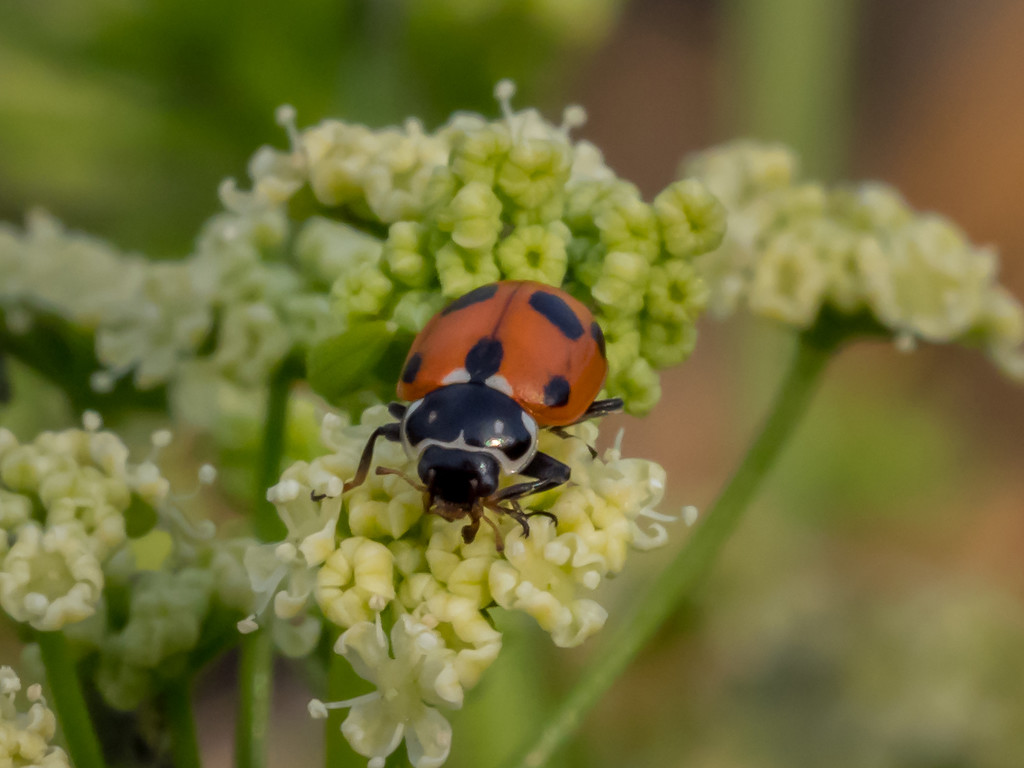 Ladybug by gosia