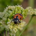 Ladybug by gosia