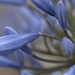 January Series - A month of Agapanthus (7) by kgolab