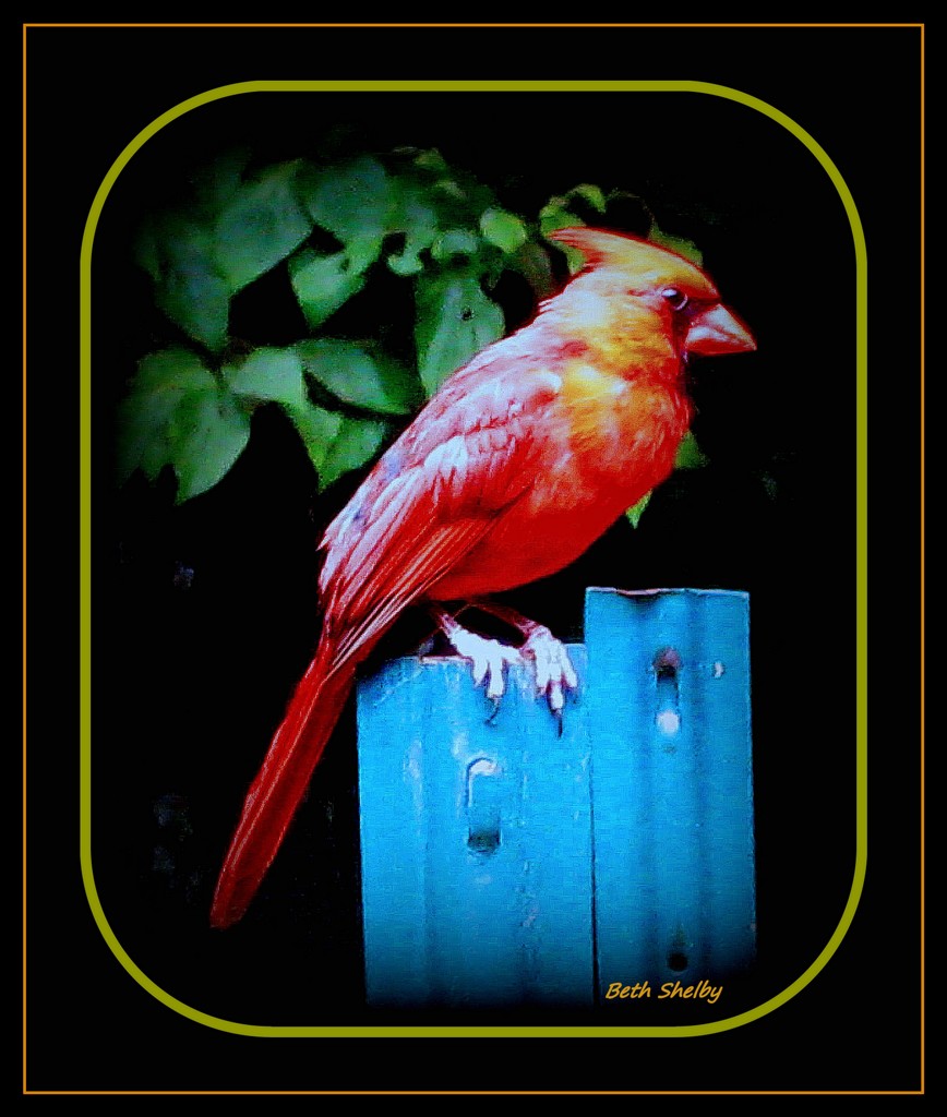 Cardinal by vernabeth