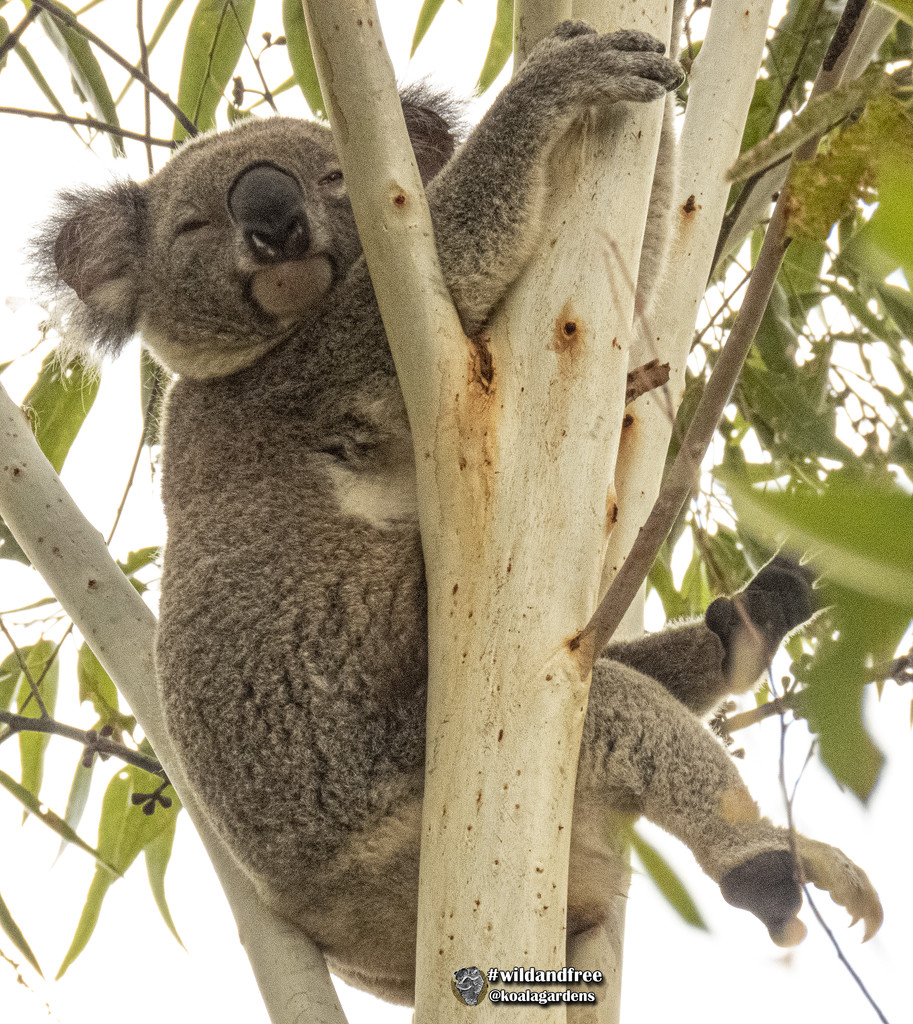 feet thumbs by koalagardens