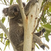 feet thumbs by koalagardens