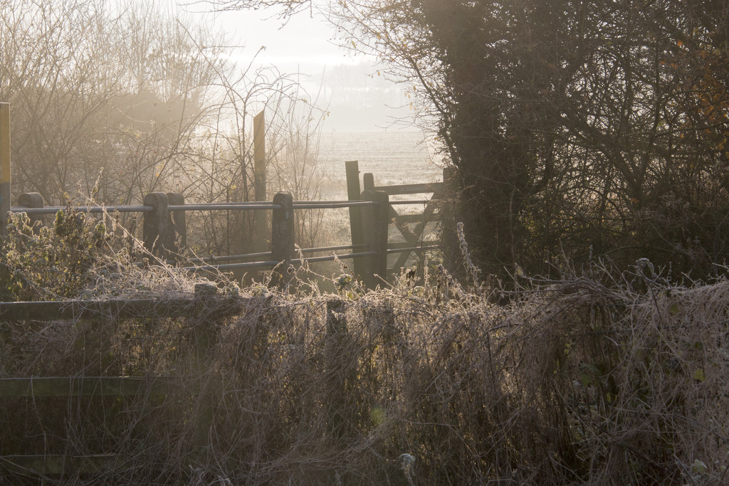 Rare frost by shepherdman