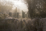 6th Jan 2020 - Rare frost