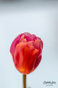 6th Jan 2020 - Tulip