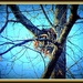 Squirrel Nest by vernabeth