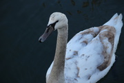6th Jan 2020 - Same Swan