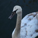 Same Swan by jb030958
