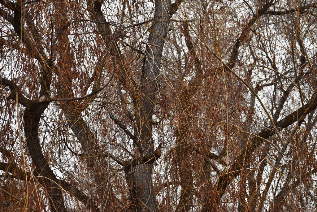 Neighbor's Willow Tree by bjywamer