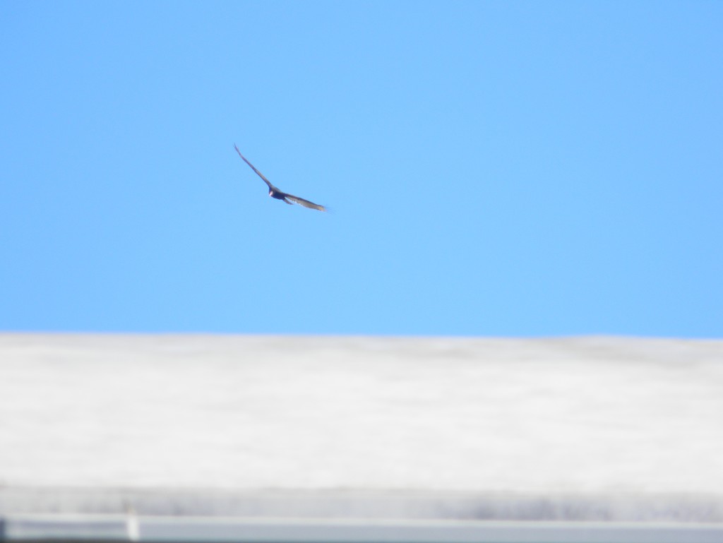 Bird Flying Over Roof of Building  by sfeldphotos