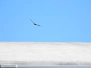 6th Jan 2020 - Bird Flying Over Roof of Building 
