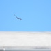 Bird Flying Over Roof of Building  by sfeldphotos