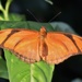 Julia Orange Longwing by sandlily