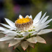 Daisy flower by gosia
