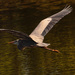 Flying Bird Day, Blue Heron! by rickster549