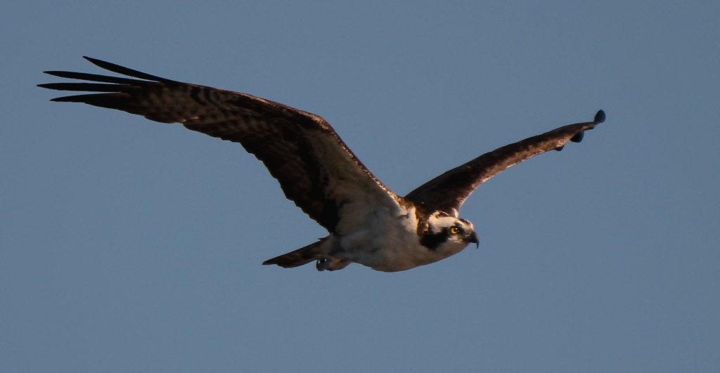 Flying Bird Day, Osprey! by rickster549