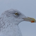 Seagull  by tosee