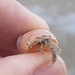Hermit Crab by positive_energy