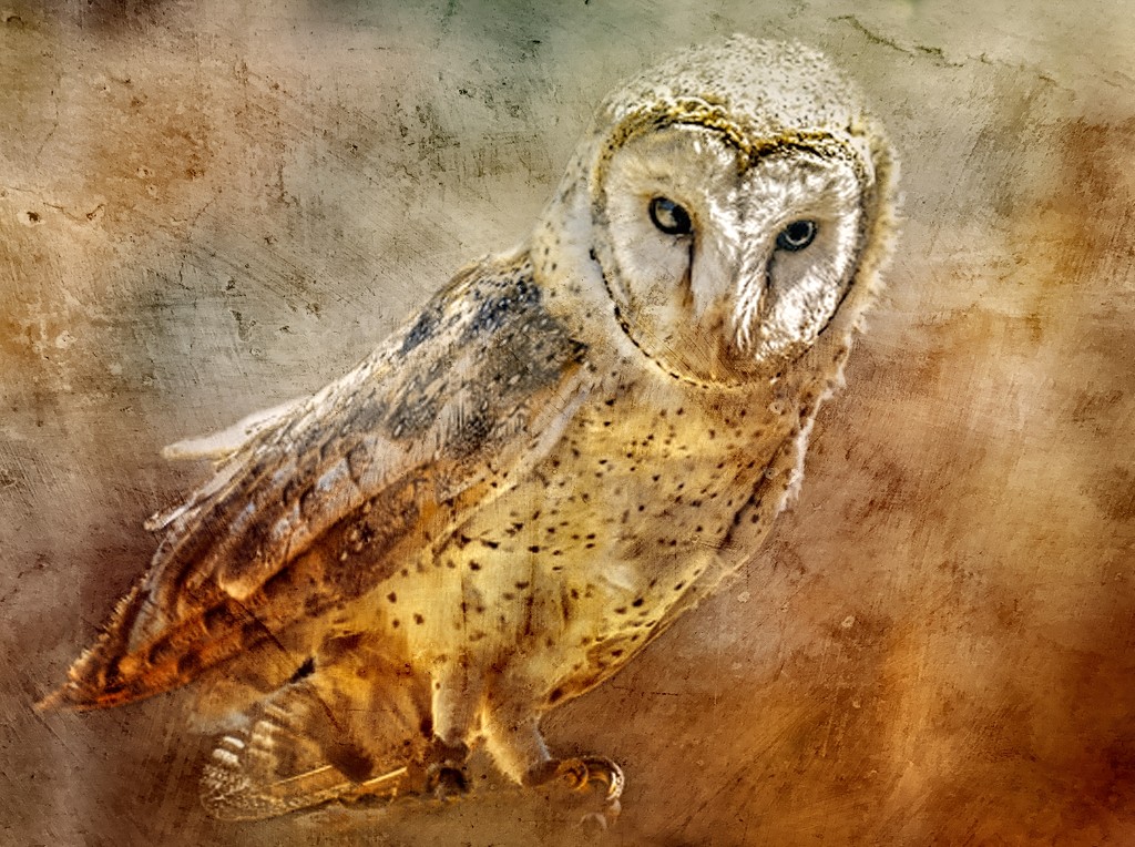 Barn Owl  by ludwigsdiana