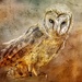Barn Owl  by ludwigsdiana