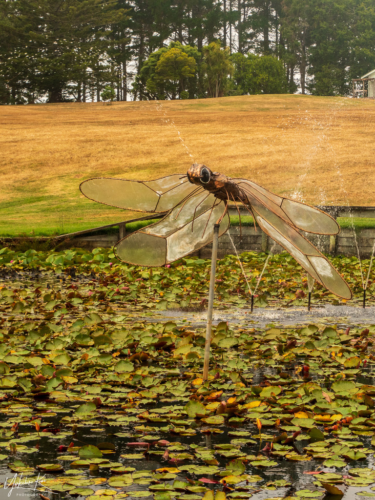 Giant Dragonfly by yorkshirekiwi