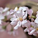 Winter Flowering Cherry by wendyfrost