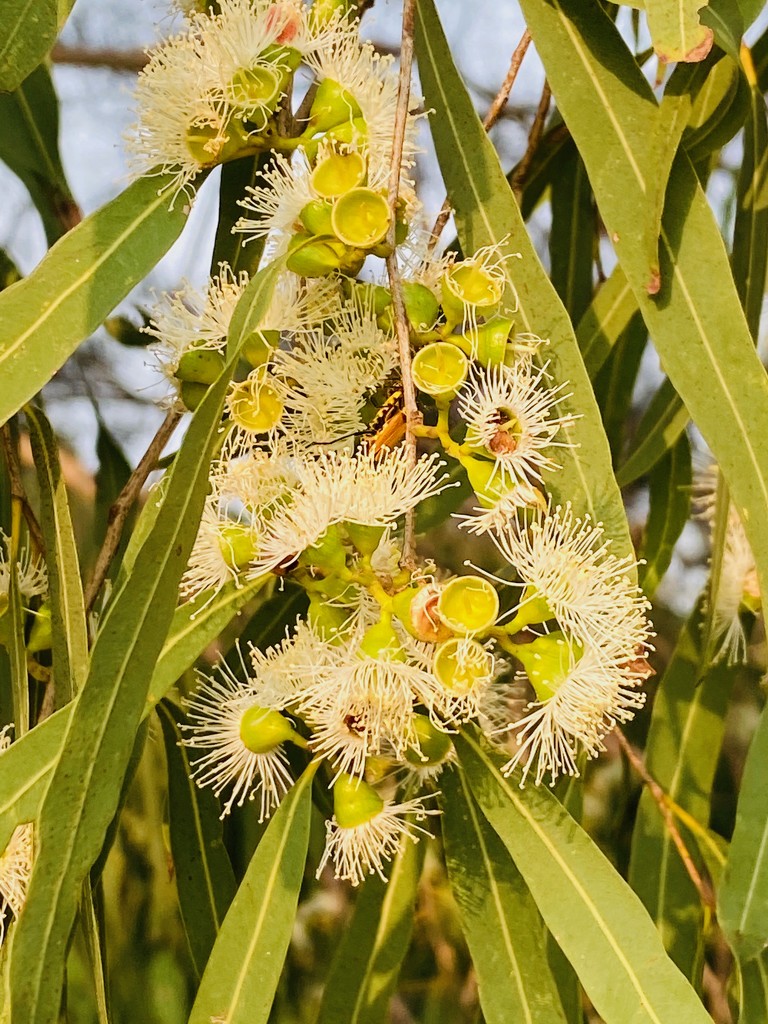 Eucalyptus territocornis by corymbia