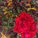 Winter roses by shutterbug49