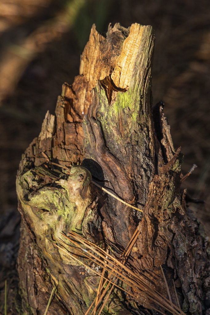 Stump & Pine Needles by kvphoto