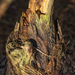 Stump & Pine Needles by kvphoto