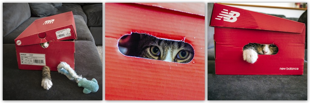 Cat in a Box! by nickspicsnz