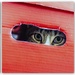 Cat in a Box! by nickspicsnz
