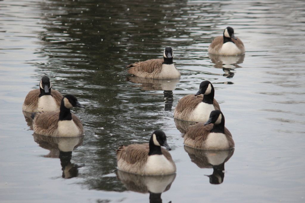 A gaggle of geese by jb030958