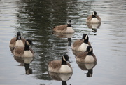 7th Jan 2020 - A gaggle of geese