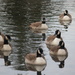 A gaggle of geese by jb030958