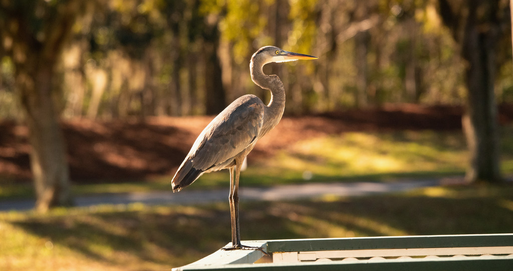 Blue Heron Hanging Out on the Rail! by rickster549