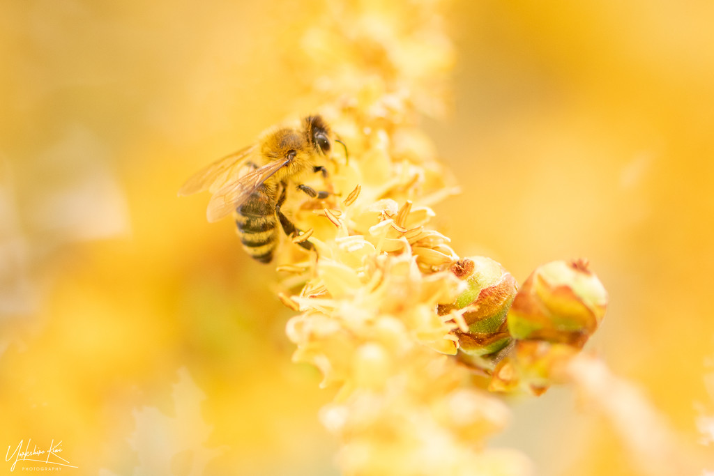 Bee in yellow by yorkshirekiwi