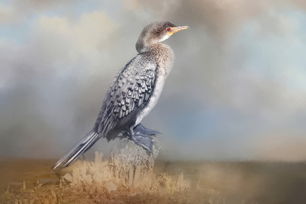 Cormorant by ludwigsdiana