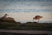 7th Jan 2020 - Long-billed Curlew