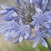 January Series - A month of Agapanthus (8) by kgolab