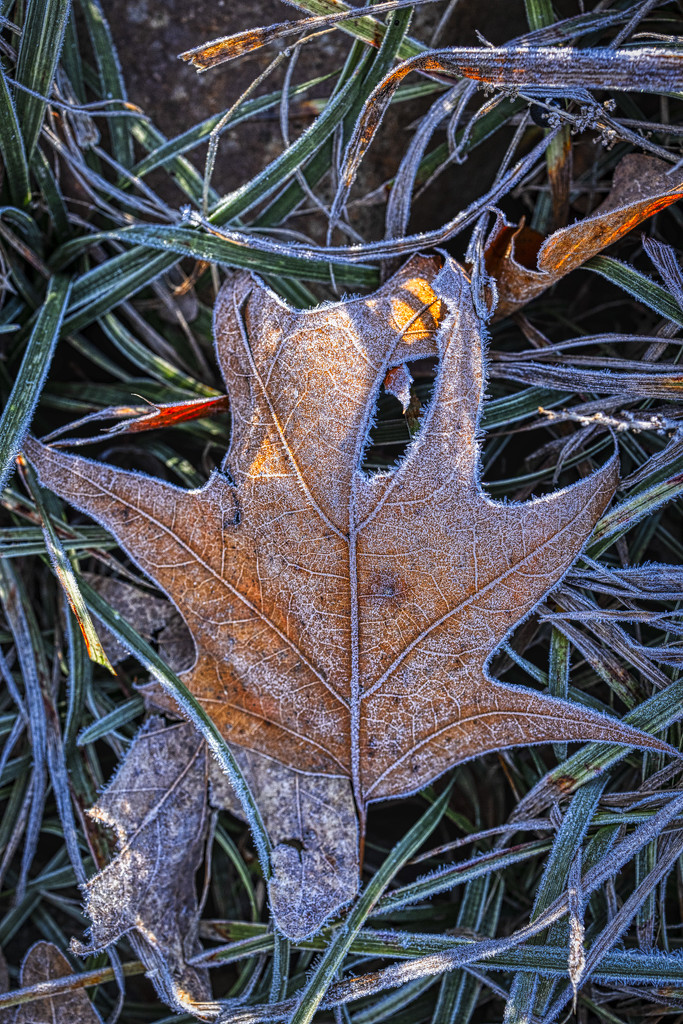 Frosty Leaf by kvphoto