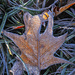 Frosty Leaf by kvphoto
