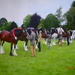 shire horses by arthurclark