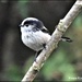 One of my little long tailed tits by rosiekind