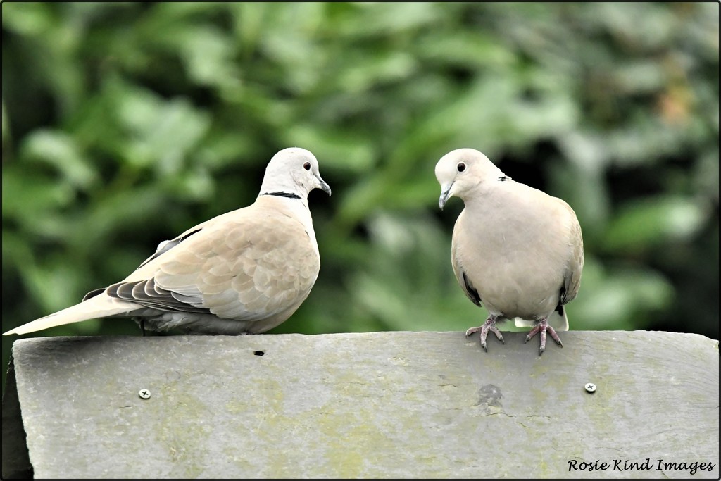 My little collared doves by rosiekind