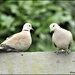 My little collared doves by rosiekind
