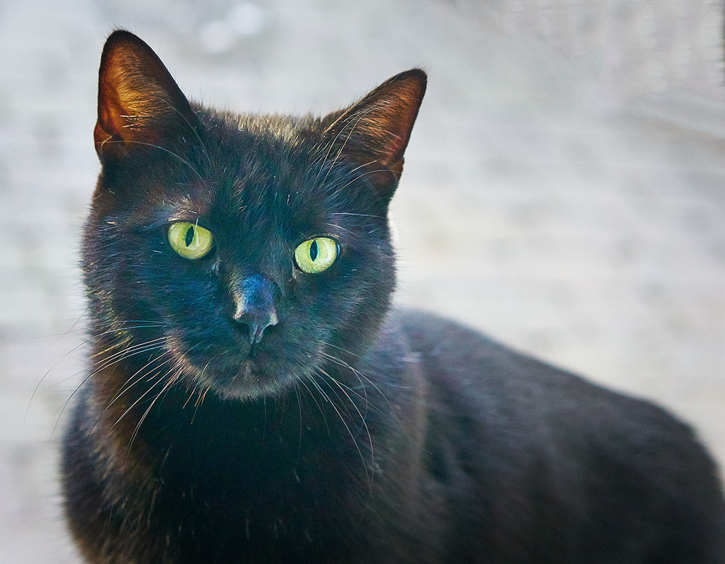 Back Door Cat by gardencat