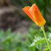 Poppy About to Bloom by ninaganci